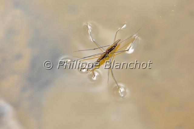 gerris lacustris.JPG - Gerris lacustreGerris lacustrisWater strider Hemiptera, GerridaeFrance